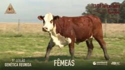 Lote 42