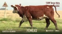 Lote 43