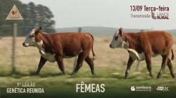 Lote 44