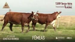 Lote 45
