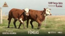 Lote 46