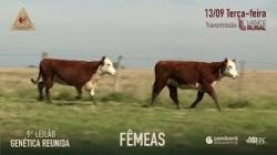 Lote 47