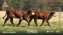 Lote 49