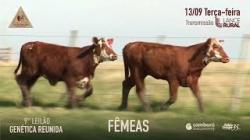 Lote 50