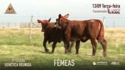 Lote 51 