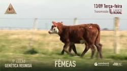 Lote 52