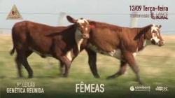 Lote 53 