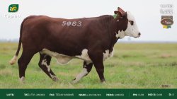 FIV A5083