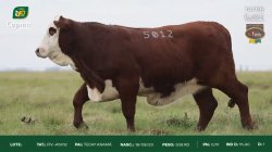 FIV A5012