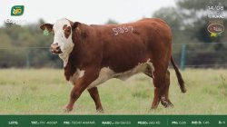 FIV A5097