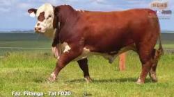 lote 3 - F020