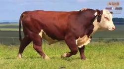 lote 4 - F003