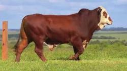 lote 5 - F019