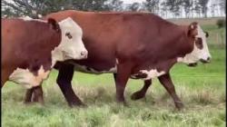 4 Vacas Prenhas