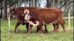 3 Vacas Prenhas