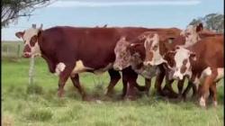 06 Vacas Prenhas
