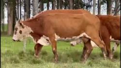 04 Vacas Prenhas