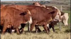12 Vacas Prenhas