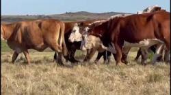 09 Vacas Prenhas