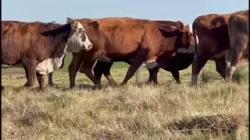 07 Vacas Prenhas