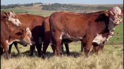 13 Vacas Prenhas