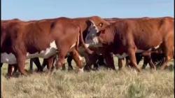 16 Vacas Prenhas
