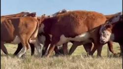 15 Vacas Prenhas