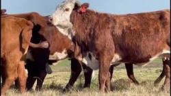 10 Vacas Prenhas