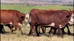 13 Vacas Prenhas