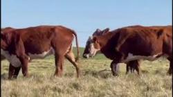 09 Vacas Prenhas