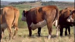 11 Vacas Prenhas