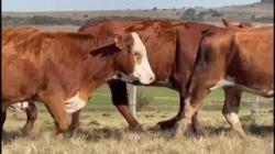 16 Vacas Prenhas