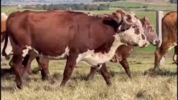 18 Vacas Prenhas