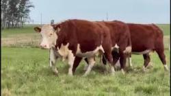 04 Vacas Hereford Prenhas