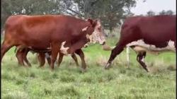 02 Vacas Braford Com cria 
