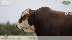 GUATAMBU