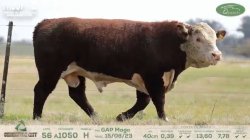 GUATAMBU