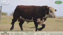 GUATAMBU