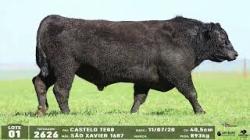 lote 01 - 2626