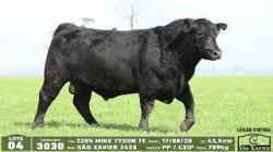 lote 04 - 3030