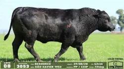 lote 08 - 3053
