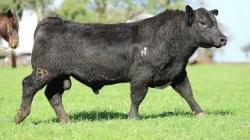 lote 12 - 2948
