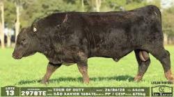lote 13 - 2978TE