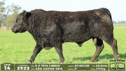 lote 14 - 2923
