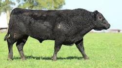 lote 15 - 2947
