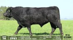 lote 16 - 2961