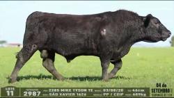 lote 11 - 2987