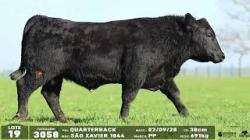 lote 19 - 3058