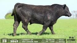 lote 20 - 3049