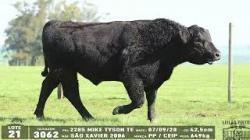 lote 21 - 3062